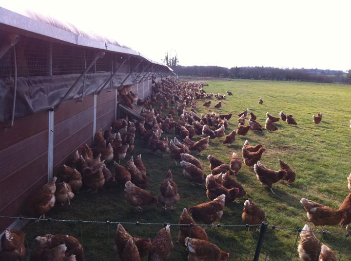 Fluffetts Farm - Electric Green Poultry Netting