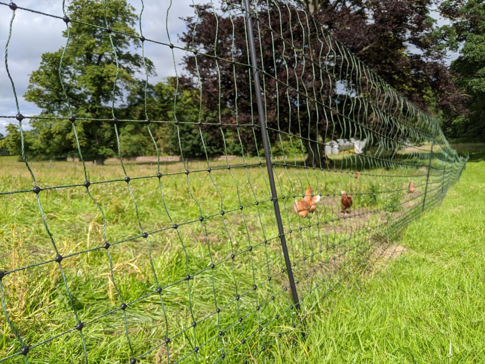 How Effective Is Electric Netting? | Electric Fencing Direct