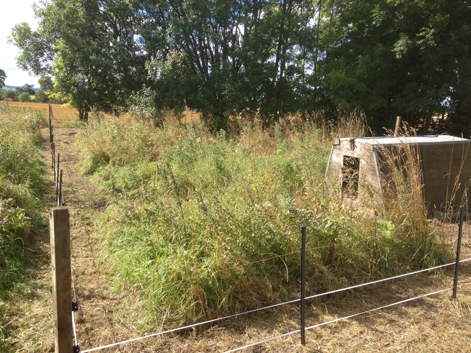 Electric Fence Story Back Yard Pigs?